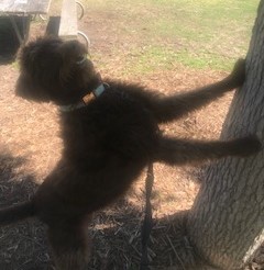 Penny the chocolate labradoodle